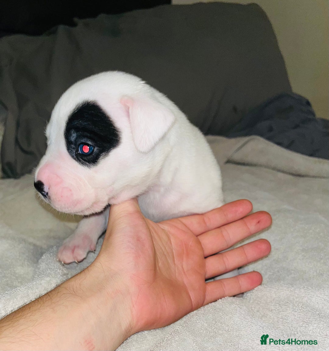 American Bull Staffy dogs for sale: Beautiful American bulldog x staff puppies   - Image 12