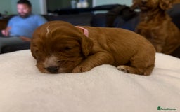Mixed Breed dogs for sale: Cockapoo/Cavapoo Mix Puppies Available 10 Nov 25 - Image 16