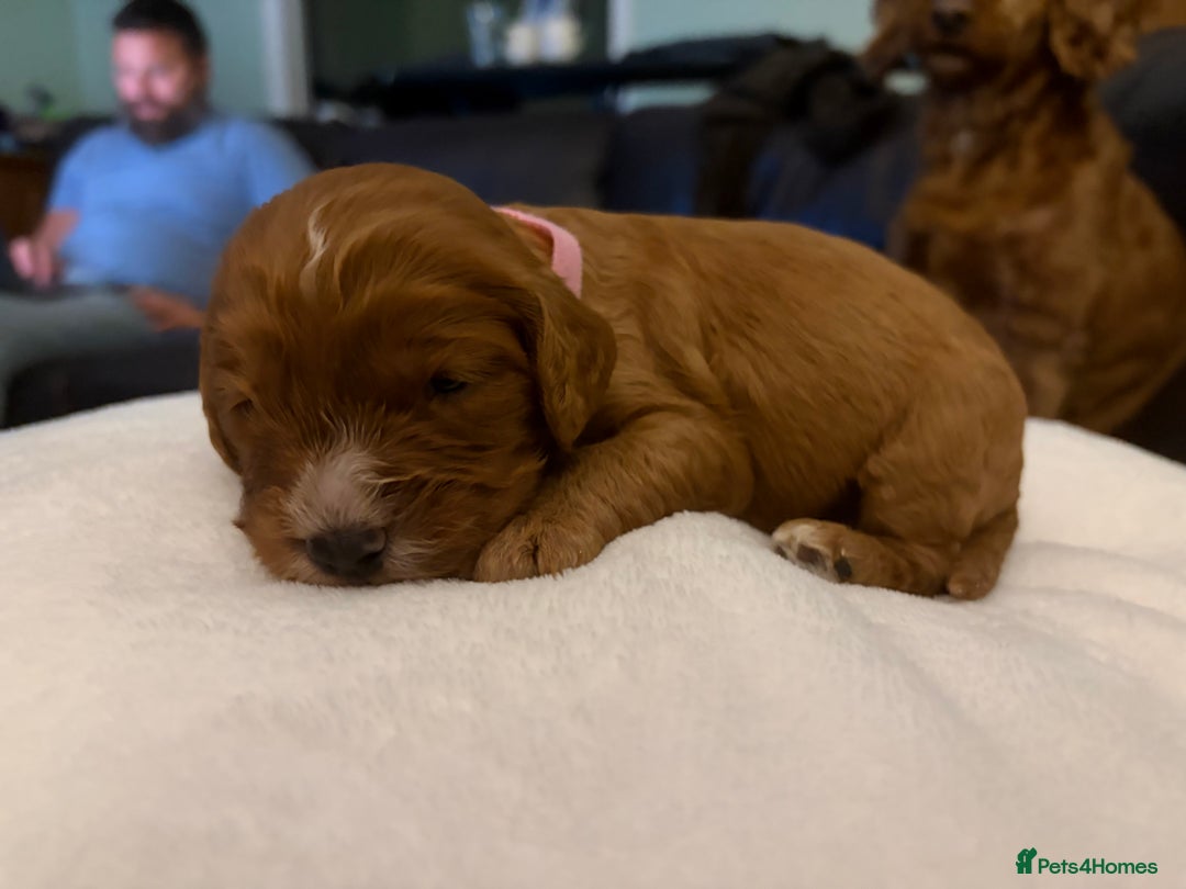 Mixed Breed dogs for sale: Cockapoo/Cavapoo Mix Puppies Available 10 Nov 25 - Image 16