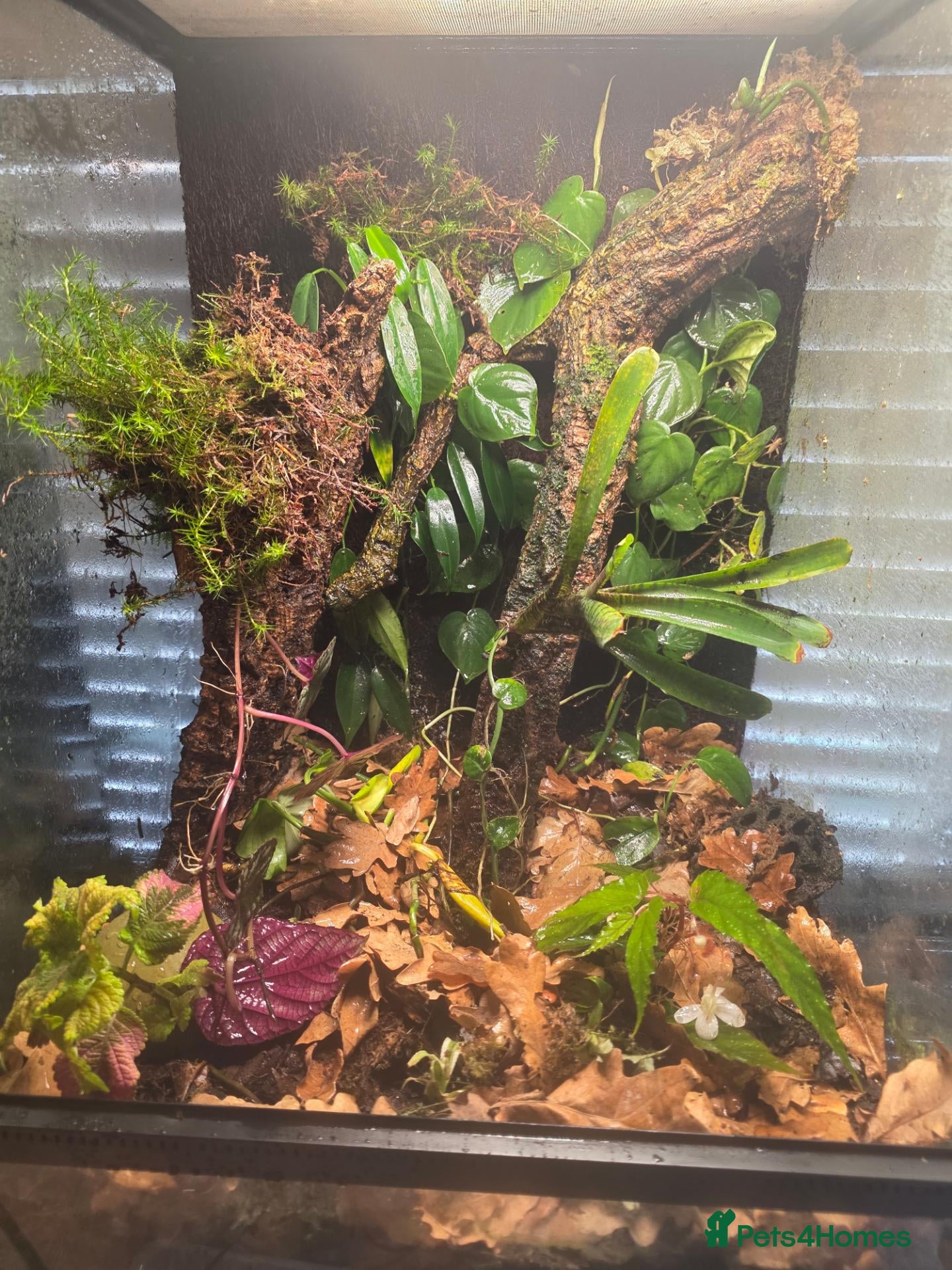 Frog reptiles for sale: 🐸 Proven Azureus breeding pair + bioactive viv - Advert 2