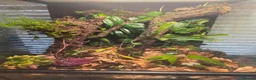Frog reptiles for sale: 🐸 Proven Azureus breeding pair + bioactive viv - Advert 2