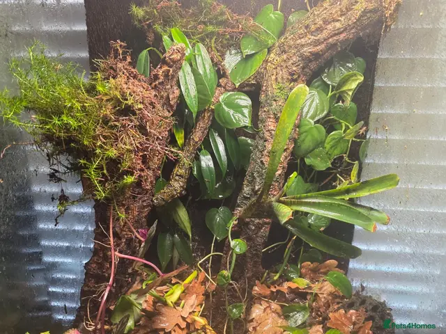 Frog reptiles for sale: 🐸 Proven Azureus breeding pair + bioactive viv - Advert 2