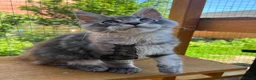 Maine Coon cats for sale: Male Maine Coon lovely blue silver tabby  - Advert 5