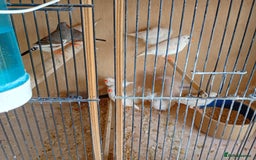 Finches birds for sale: 20 Pairs Zebra Finches  - Image 5
