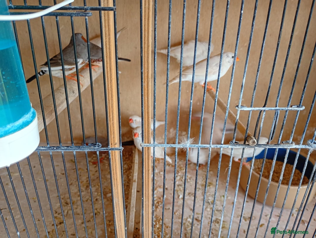 Finches birds for sale: 20 Pairs Zebra Finches  - Image 5