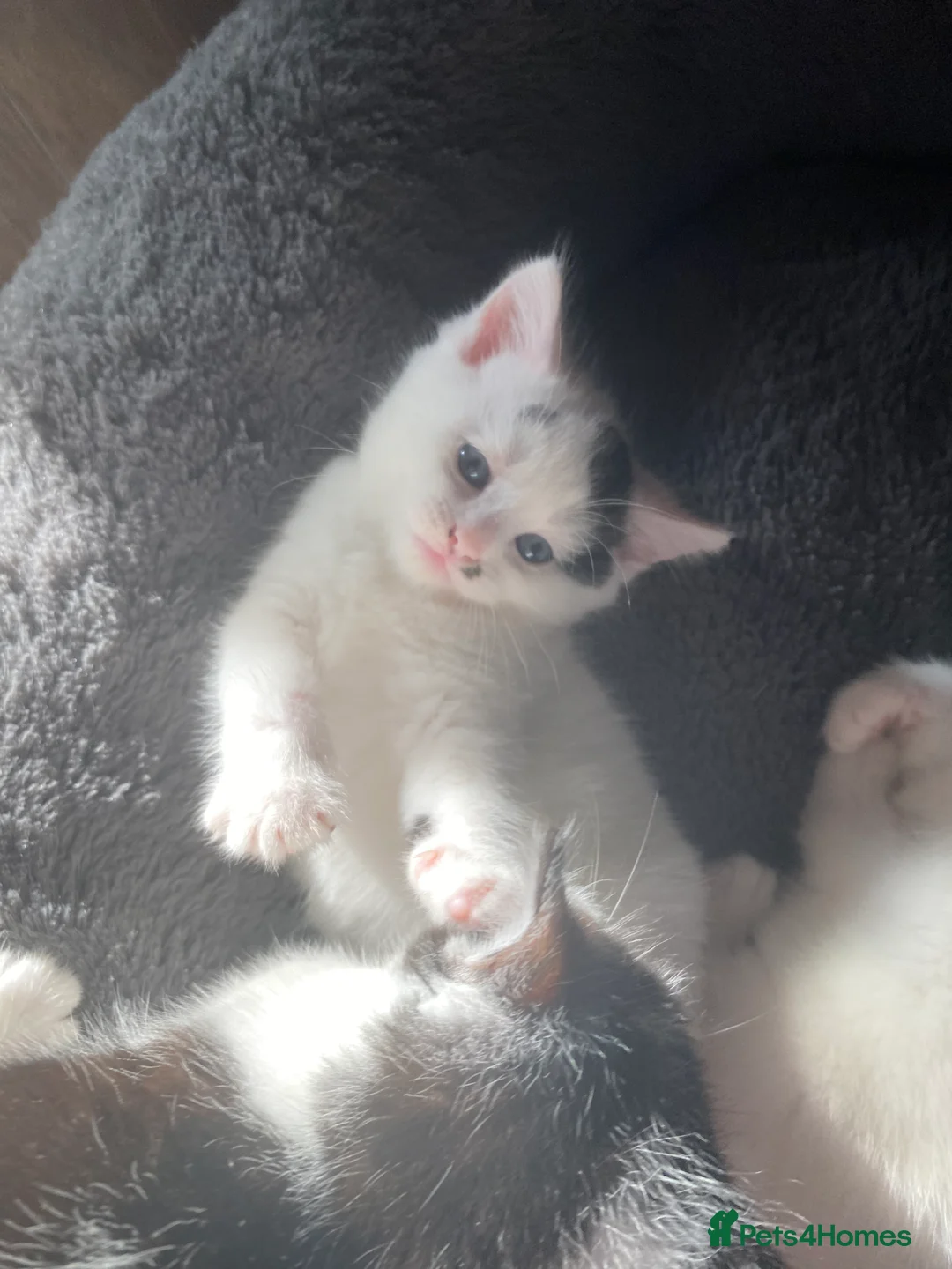 Mixed Breed cats for sale: Four beautiful kittens ready to go to a great home - Advert 2