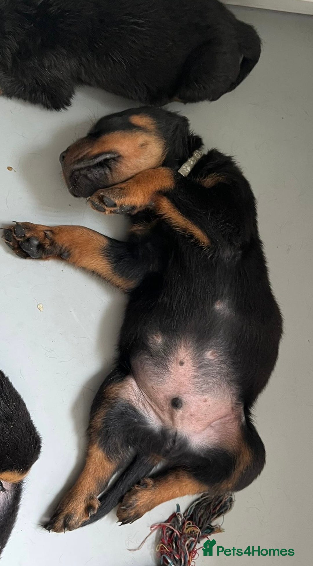 Rottweiler dogs for sale: Stunning kc registered Rottweiler pups.  - Image 23