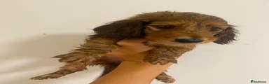 Miniature Dachshund 1