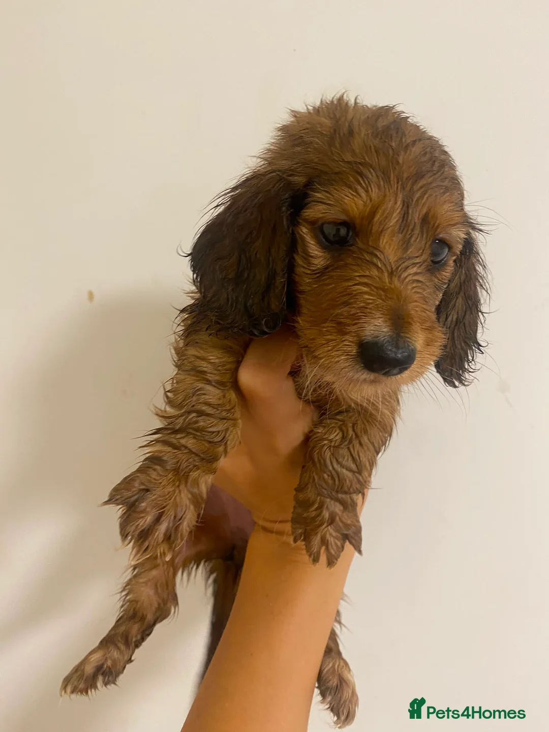 Miniature Dachshund dogs for sale: Stunning full fluffy miniature dachshunds - Advert 16