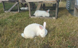 New Zealand rabbits for sale: 🐰 New Zealand White Rabbits – Friendly, Healthy🐰 - Image 25