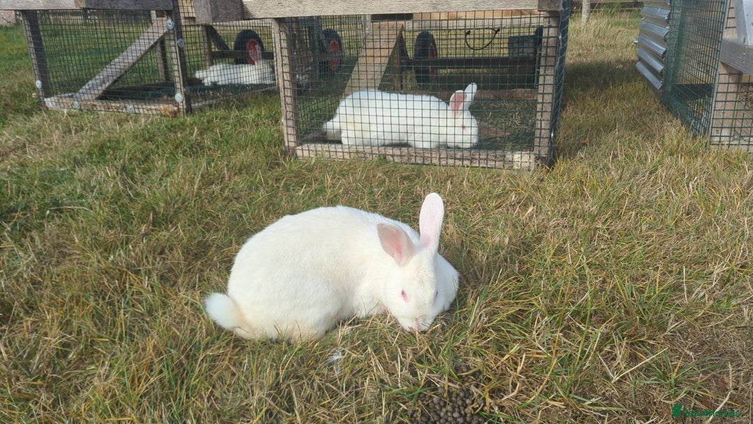 New Zealand rabbits for sale: 🐰 New Zealand White Rabbits – Friendly, Healthy🐰 - Image 25