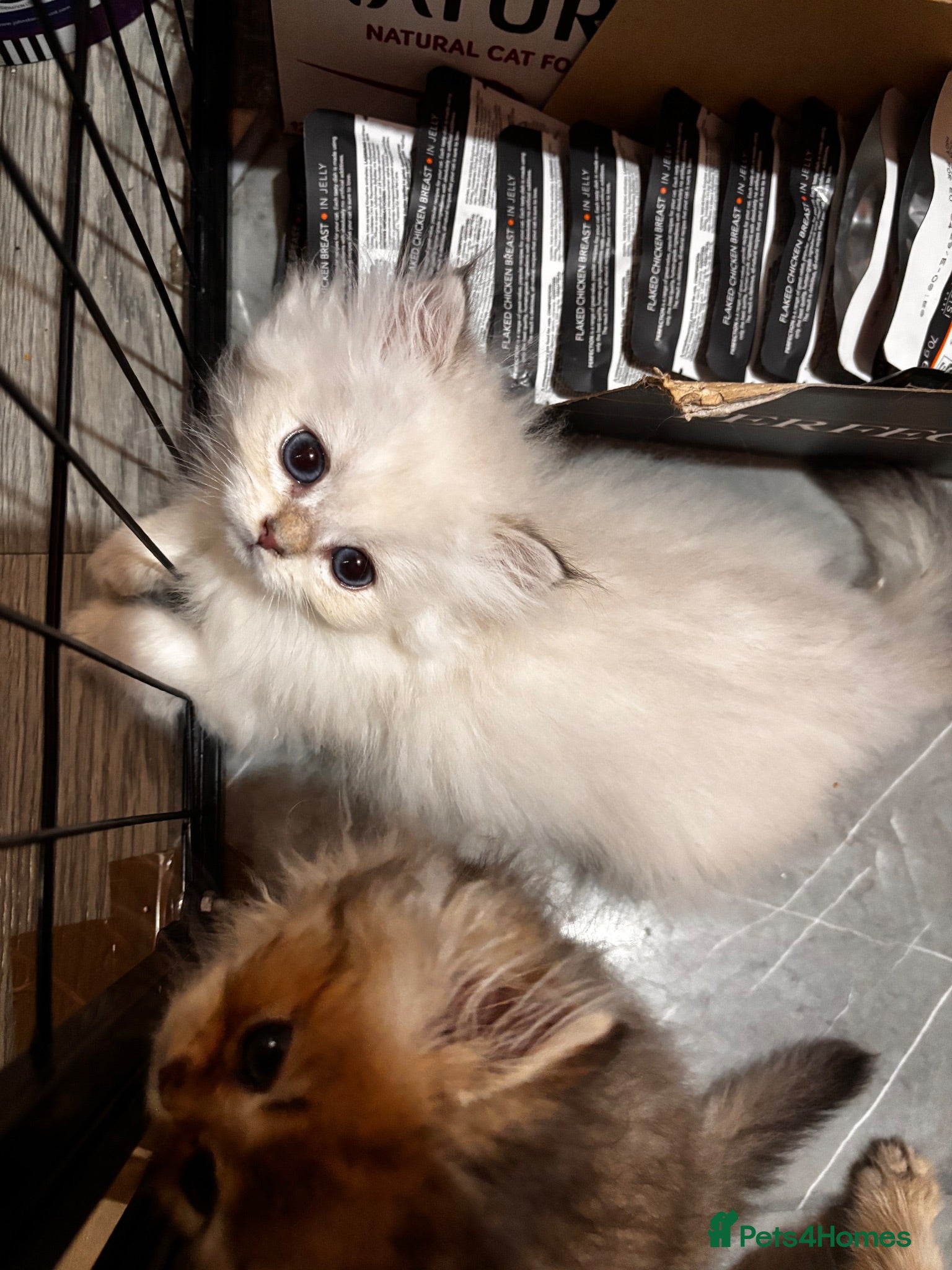 British Longhair cats British Longhair silver boy - Advert 3