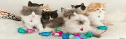 Ragdoll cats for sale: Beautiful cross Ragdoll/Persian 😻😻😻😻 - Advert 4