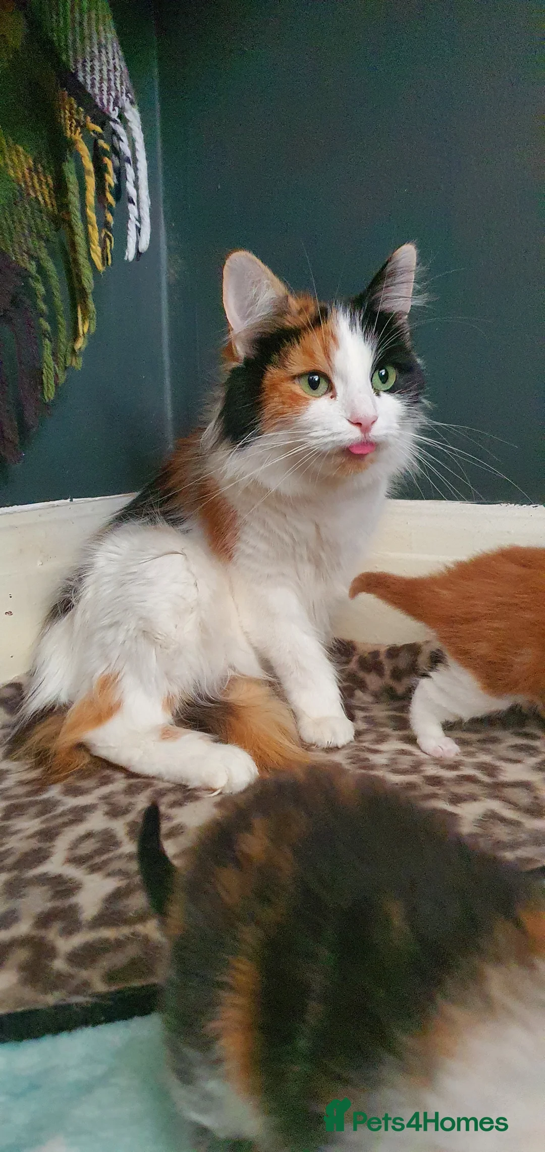 Persian cats for sale: Gorgeous rare colour Persian babies  - Advert 2