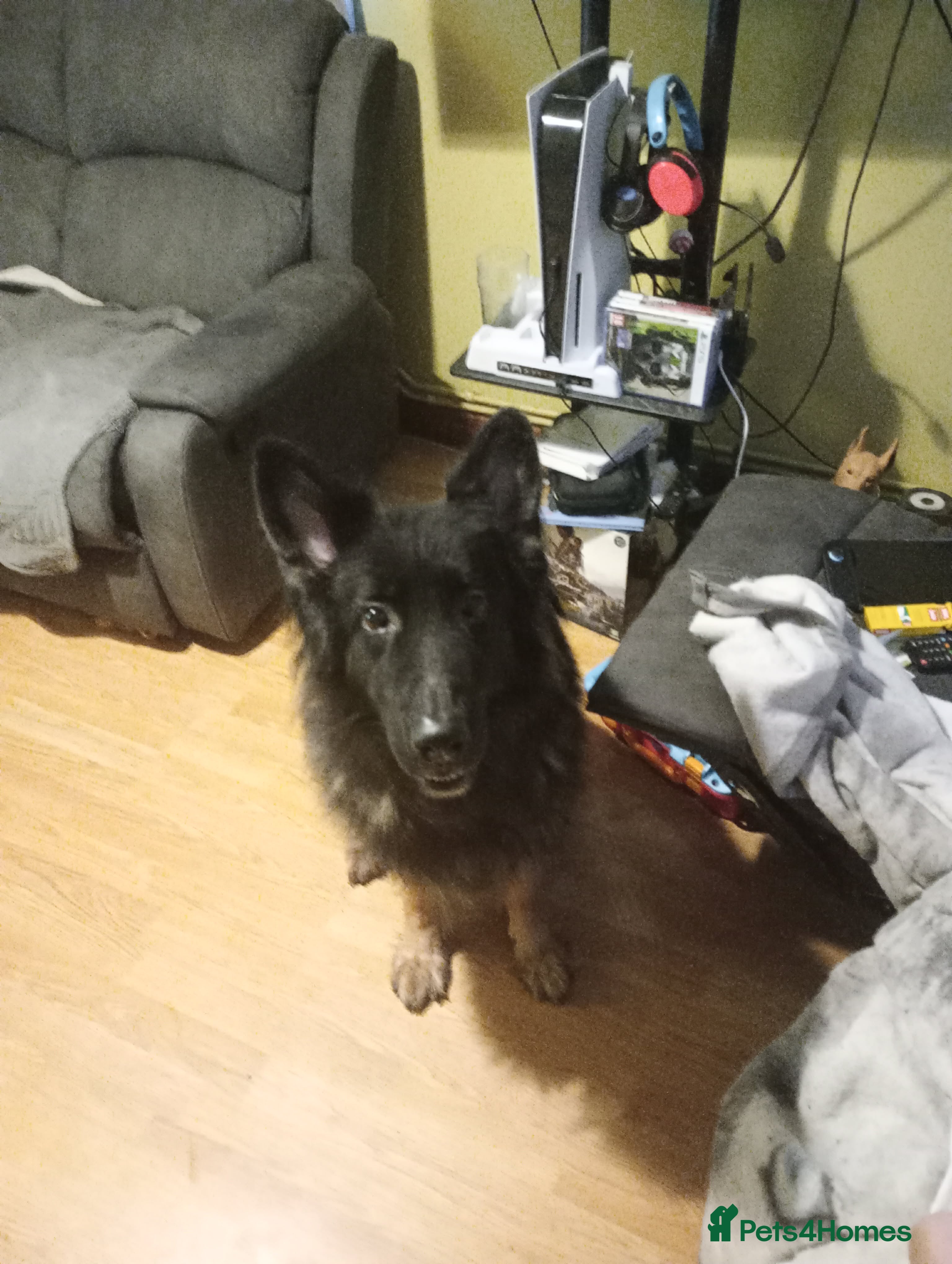 German Shepherd dogs German shepherd male - Advert 10