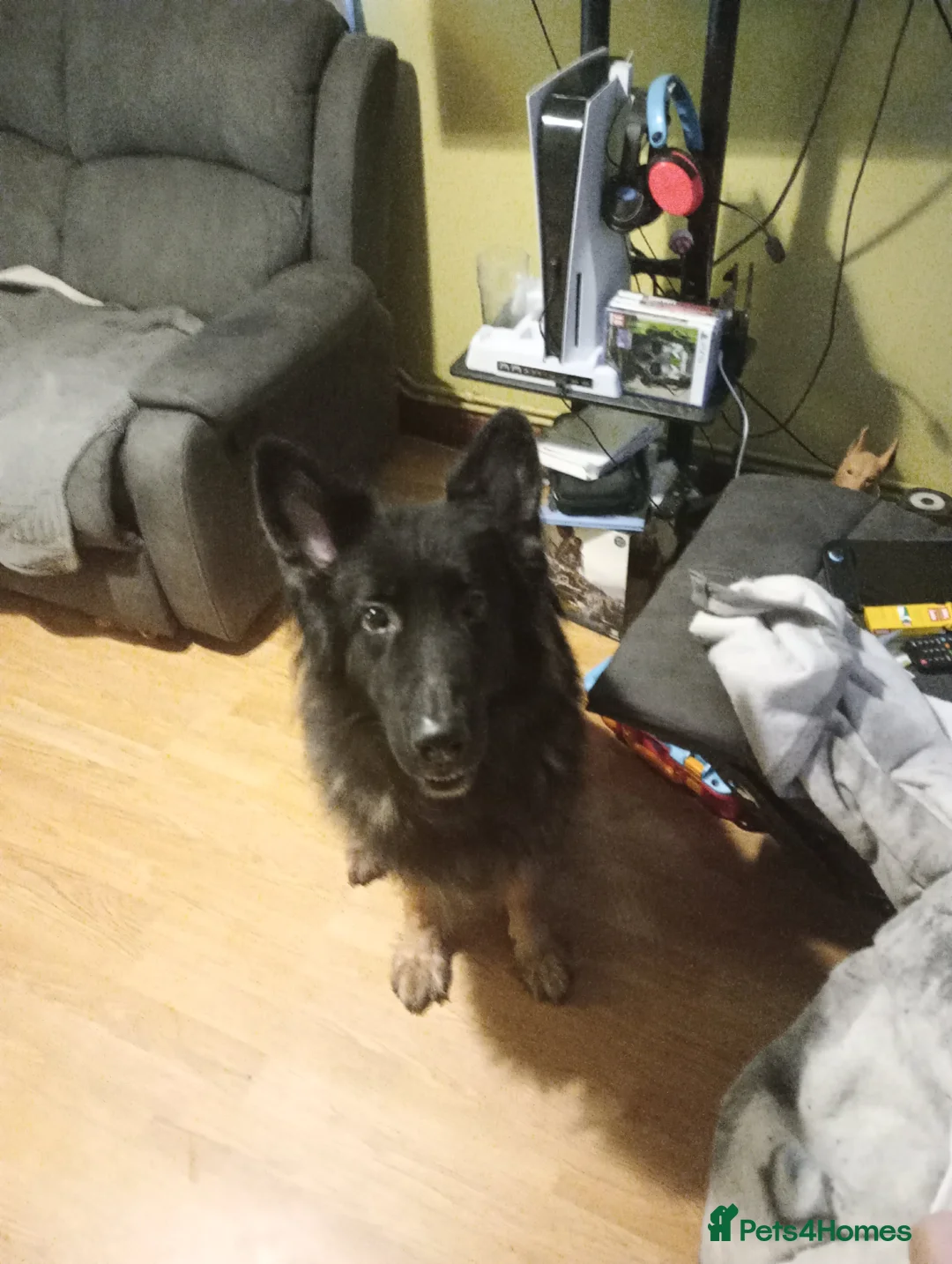 German Shepherd dogs for sale: German shepherd male - Advert 1