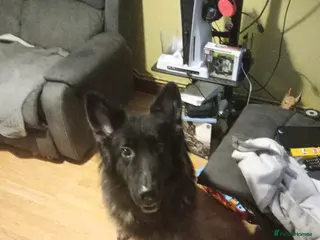 German Shepherd dogs German shepherd male - Advert 10