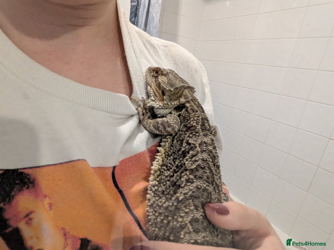 Bearded Dragon reptiles for sale: 11 month old Bearded dragon for rehoming  - Image 3