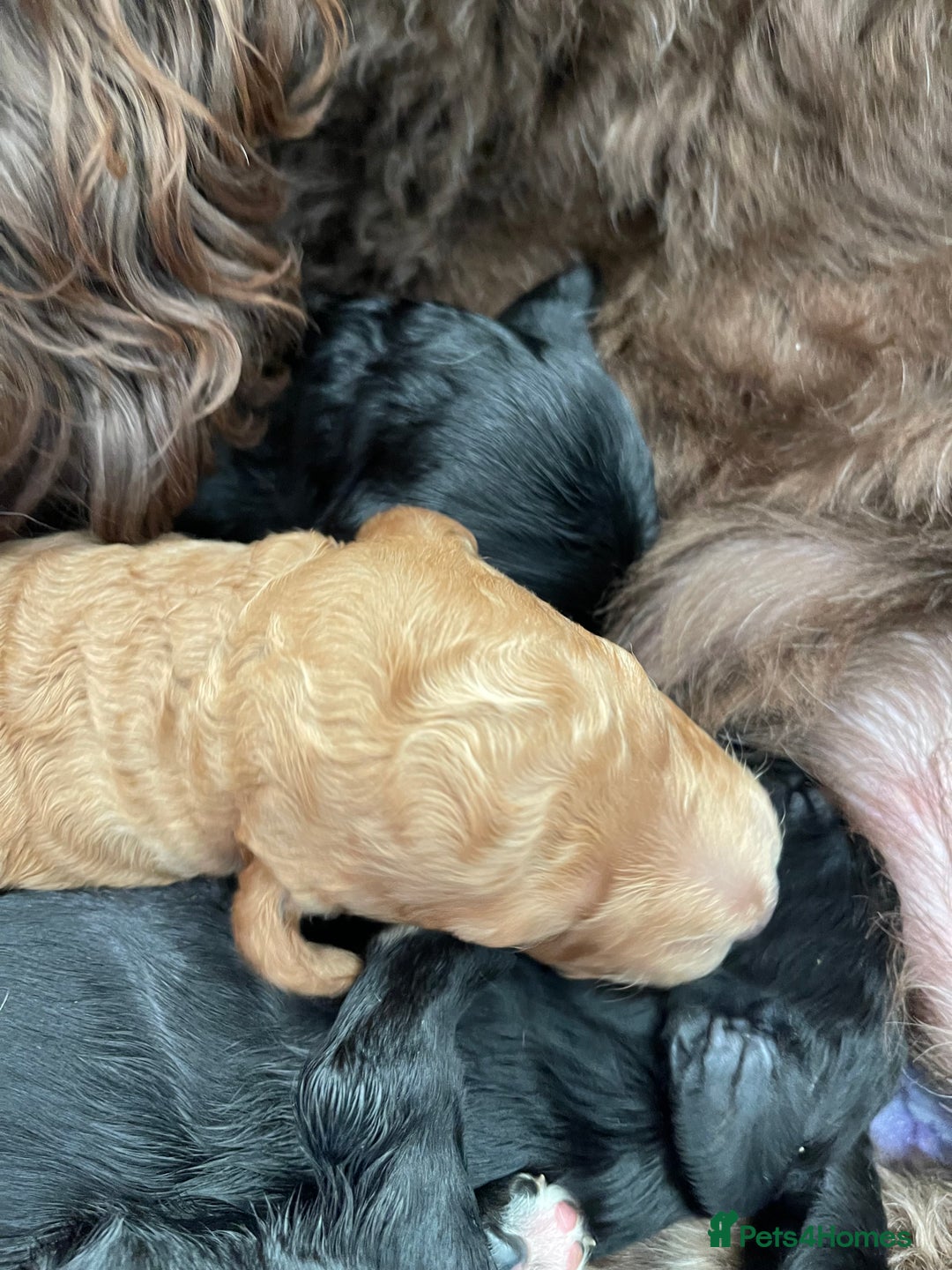 Labradoodle dogs for sale: ⭐️Miniature Multigen Labradoodle Puppies⭐️ - Advert 8