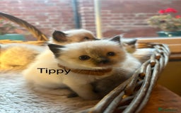 Ragdoll cats for sale: TICA Pedigree Ragdolls 💎✨ - Image 7