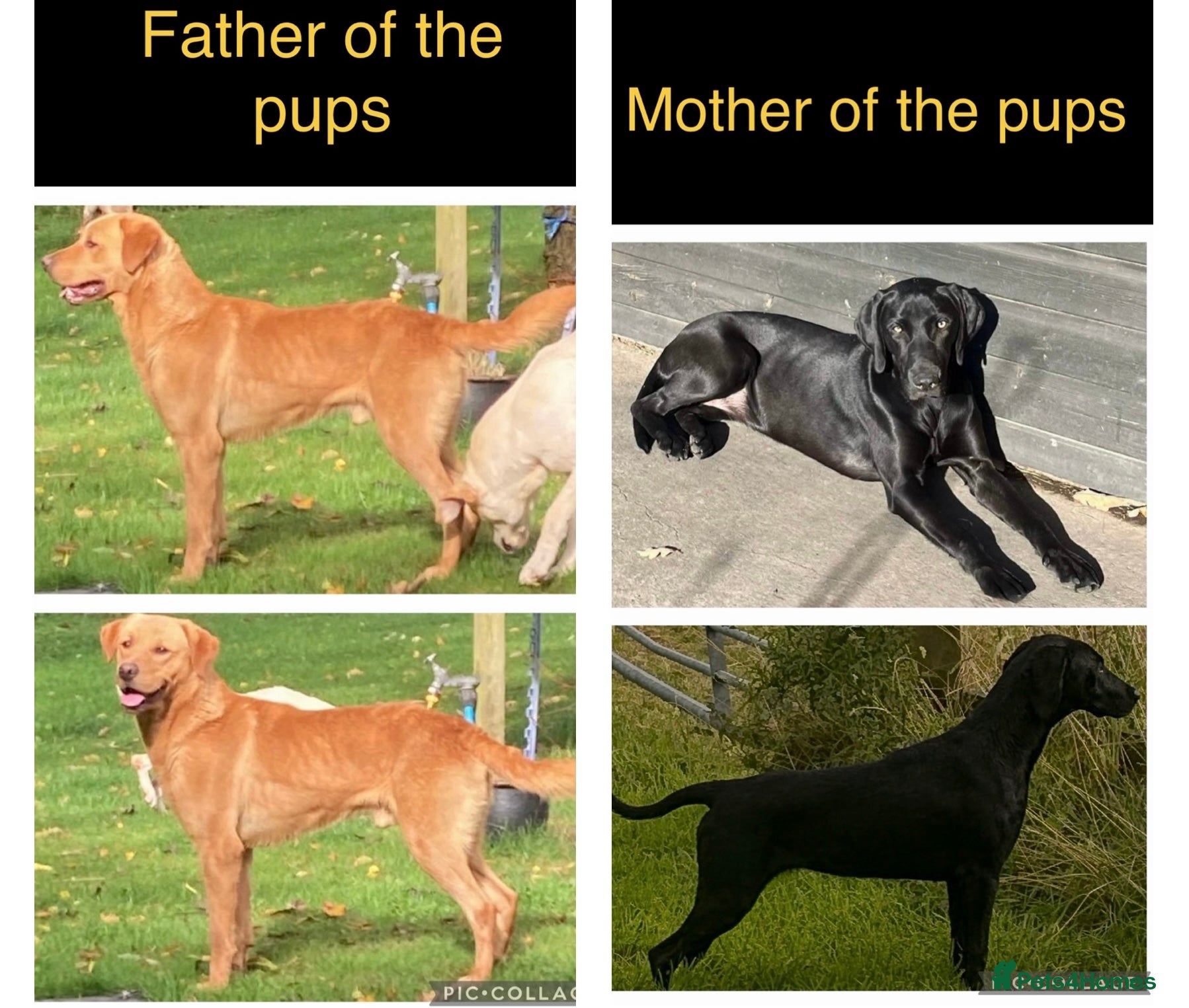 Mixed Breed dogs 8 F2B LABMARANER / WEIMADOR  - Advert 1