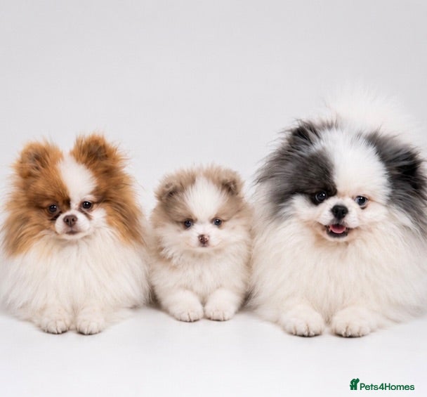 Pomeranian dogs Lilac & White Small Boy - Advert 2