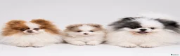 Pomeranian dogs for sale: Lilac & White Small Boy in Birmingham - Advert 1