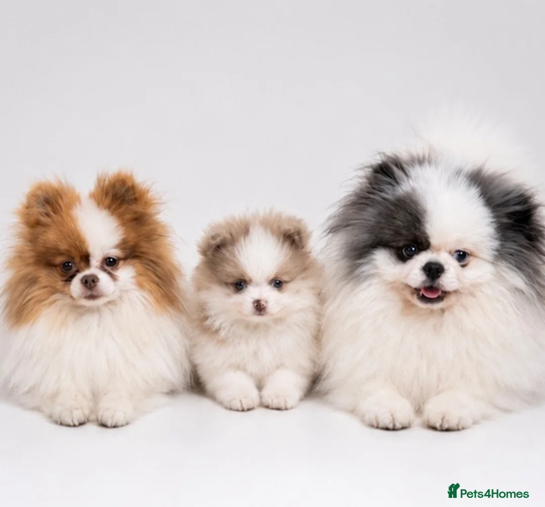 Pomeranian dogs for sale: Lilac & White Small Boy in Birmingham - Advert 1