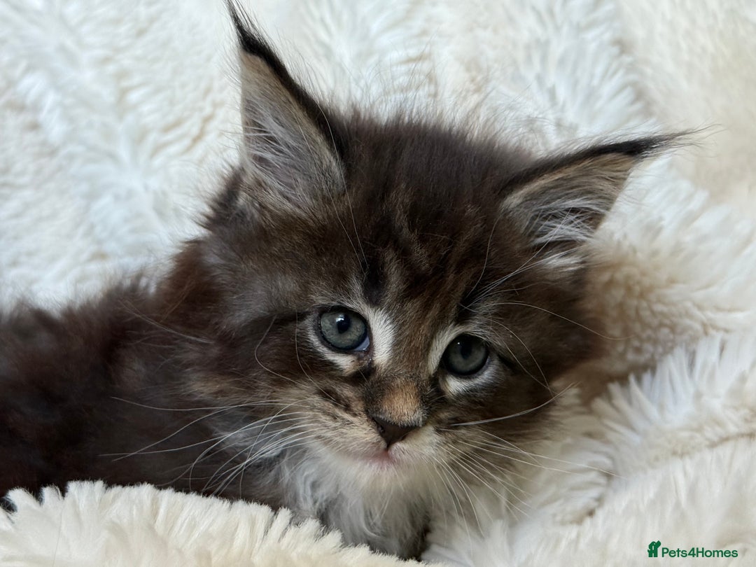 Maine Coon cats for stud: PROVEN/DNA CLEAR GCCF/TICA KING-SIZE STUD  in Dunfermline - Image 13