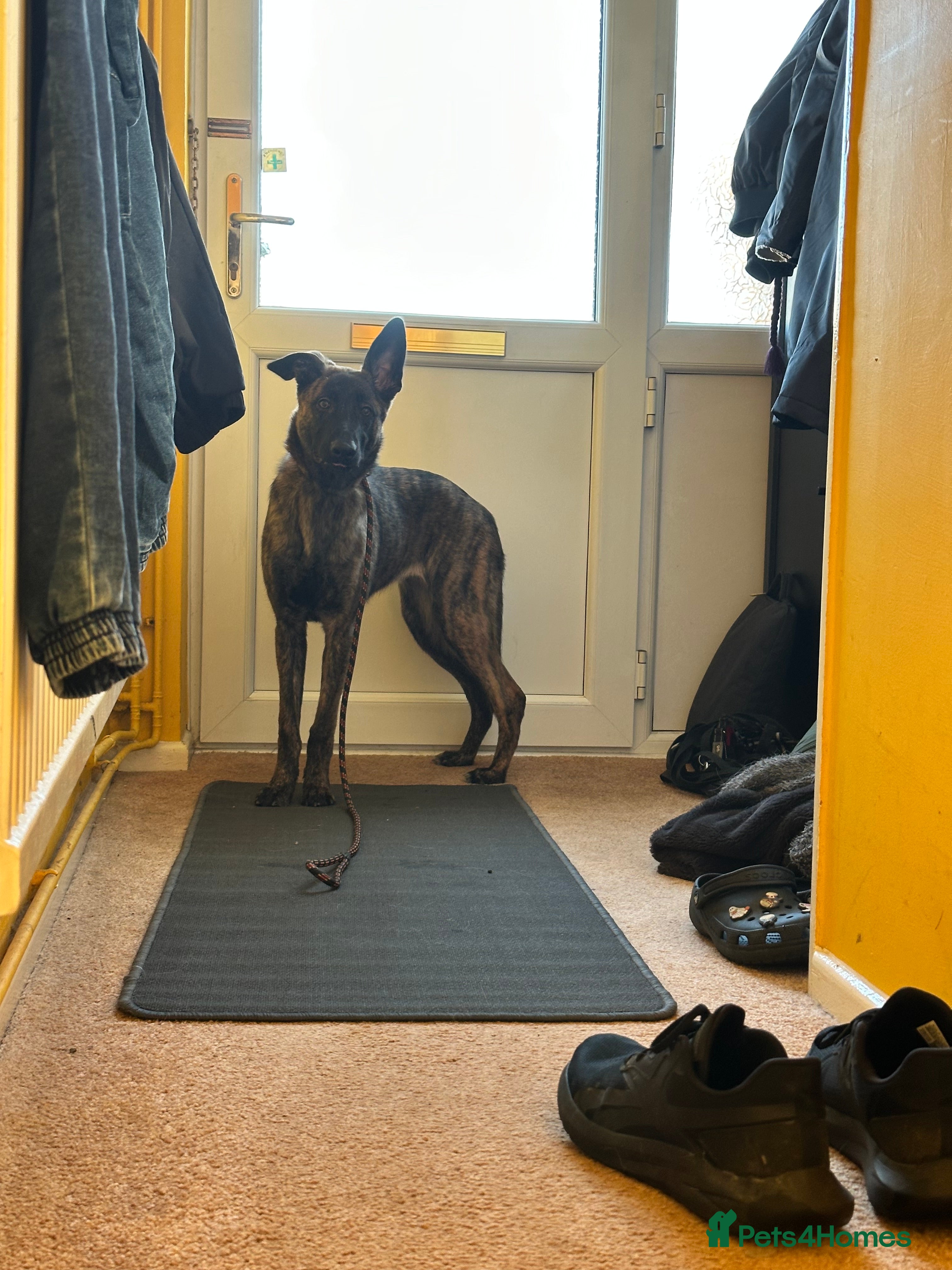 Mixed Breed dogs Lurcher X German Shepard 7 month old pup  - Advert 1