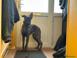 Mixed Breed dogs Lurcher X German Shepard 7 month old pup - Advert 13