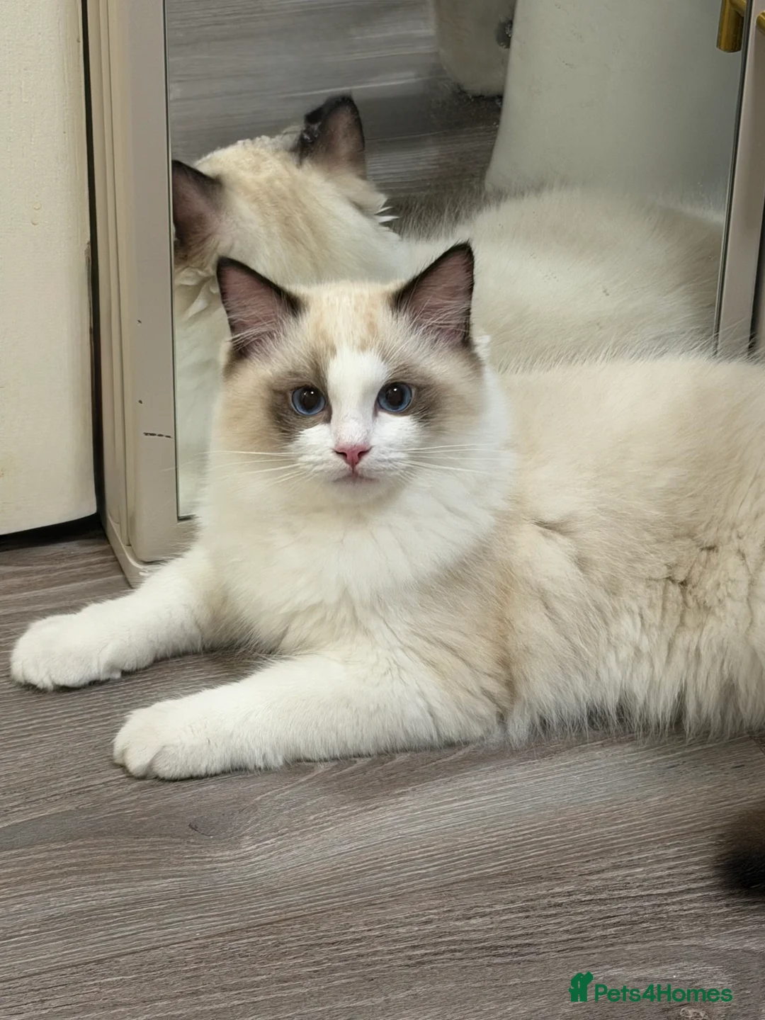 Ragdoll cats for sale: Handsome Seal Bicolour Boy 💙 - Advert 4
