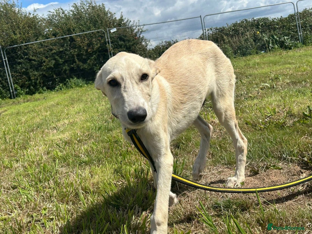 Mixed Breed dogs for adoption: Meatball - Norwich Norfolk  - Image 16