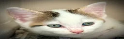 Mixed Breed cats for sale: Litter of 3 Tabby & White Kittens 1 Boy 2 Girls - Advert 7