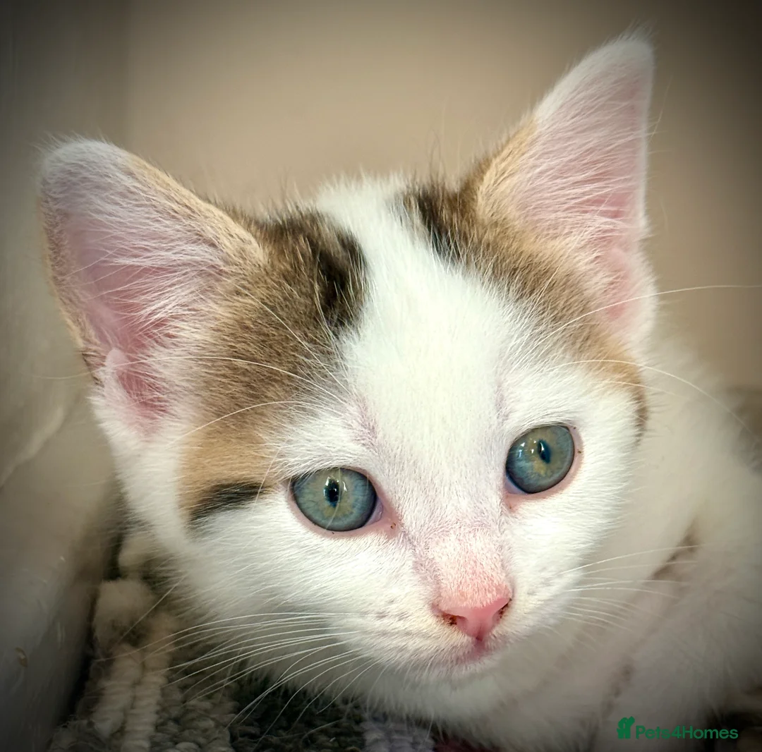 Mixed Breed cats for sale: Litter of 3 Tabby & White Kittens 1 Boy 2 Girls - Advert 7