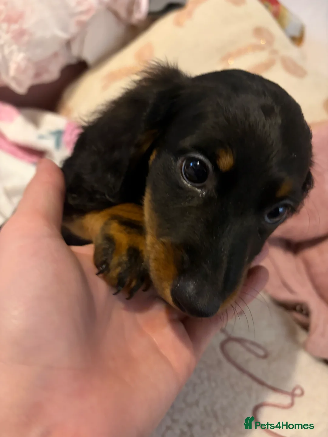 Dachshund dogs for sale: Dachshund puppies  in Sandbach - Advert 10