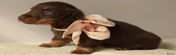Miniature Dachshund dogs for sale: 5*Licensed Holistic +Kc reg+Pra Clear+Vet Checked - Advert 11
