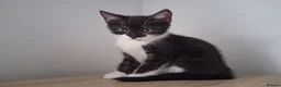 Mixed Breed cats for sale: Black tabby kittens - Advert 9