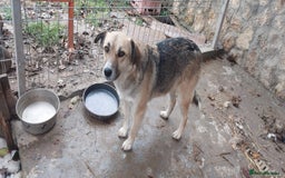 Mixed Breed dogs for adoption: CHLOE - a Lovely mix breed Girl, for a Loving Home - Image 2