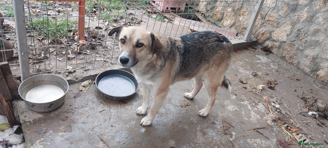 Mixed Breed dogs for adoption: CHLOE - a Lovely mix breed Girl, for a Loving Home - Image 2