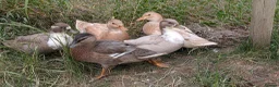 Ducks poultry for sale: Call Ducks For Sale in Attleborough - Advert 1