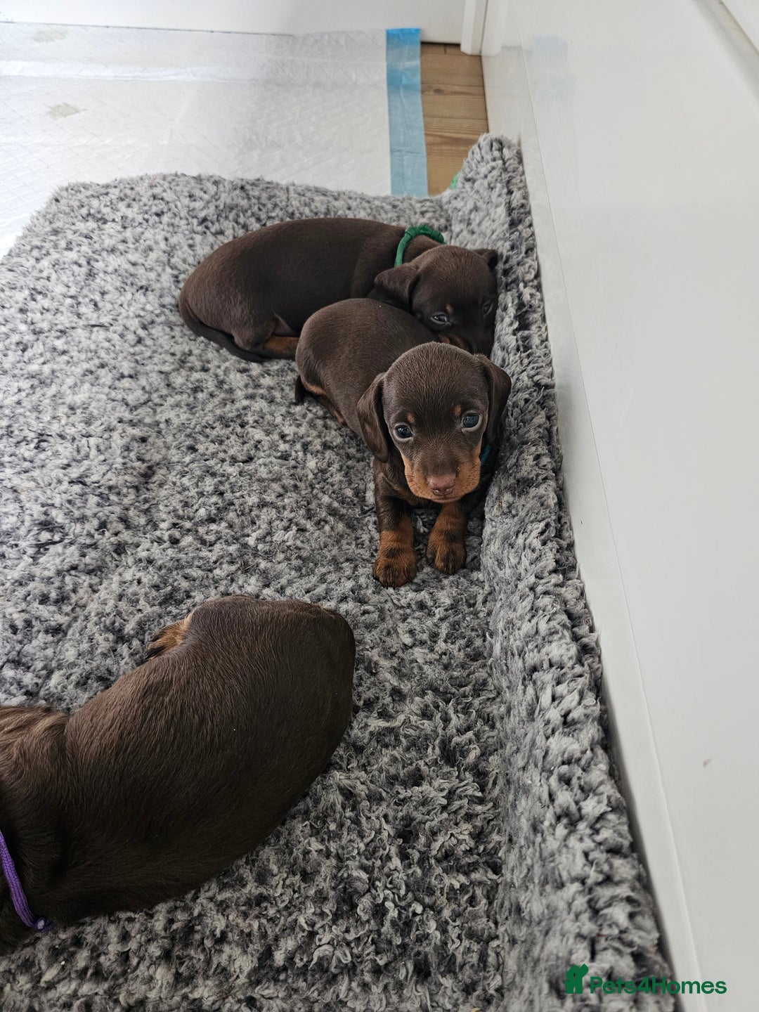 Miniature Dachshund dogs for sale: long and shorthaired chocolate. Both parents KCd - Image 7