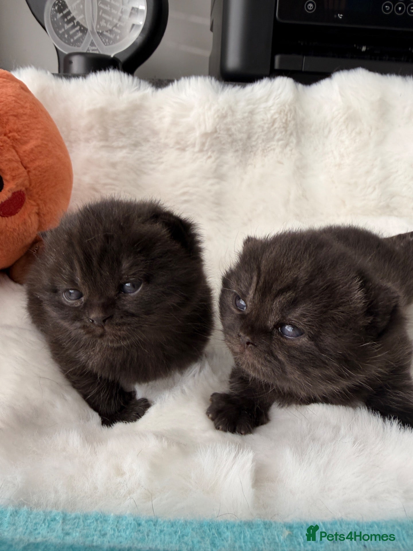 British Shorthair cats 🏆Champions line🏆BSH Kittens Tica reg  - Advert 1