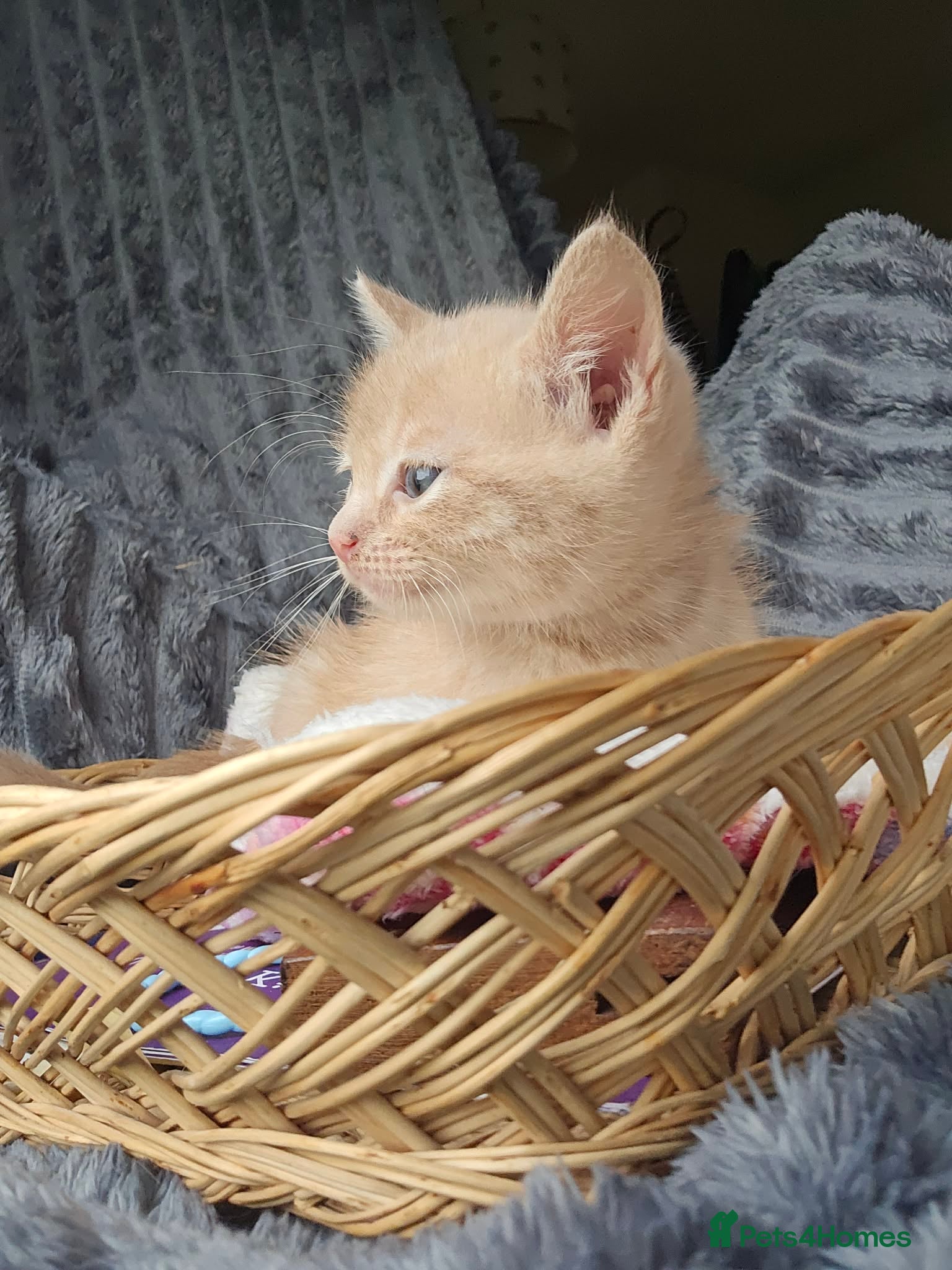 Mixed Breed cats for sale: Gorgeous ragdoll cross kittens  - Advert 5