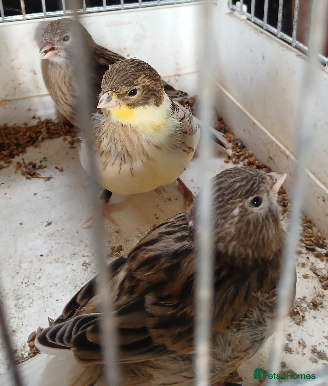Canaries birds for sale: Canaries x5 Canaries  - Image 11