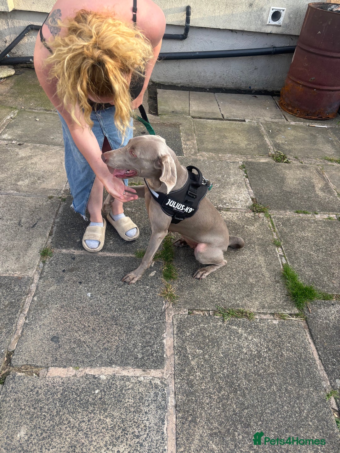 Weimaraner dogs for sale: Beautiful weimanaer bitch - Image 12