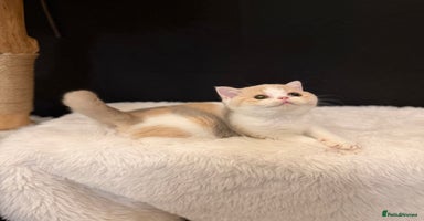 British Shorthair cats - Advert 3