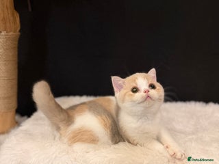 British Shorthair cats - Advert 9