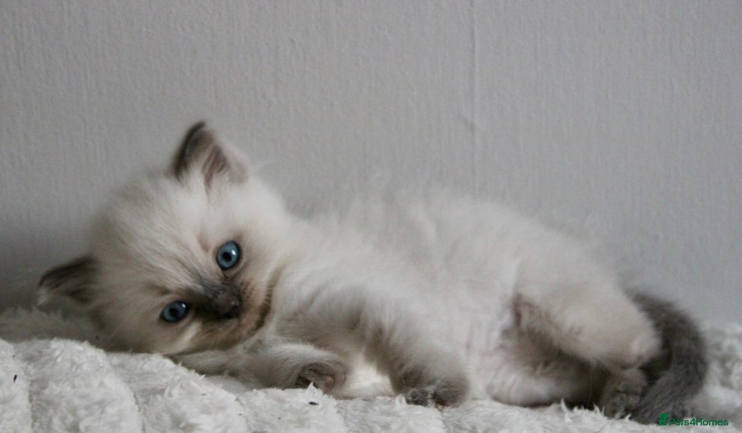 Ragdoll cats for sale:  3 BOY ULTRA FLUFFY MINK ragdoll kittens  - Image 21