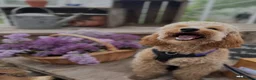 Irish Doodle dogs for sale: Mini Irish doodles - F1b - ready 15/10/26  - Advert 9